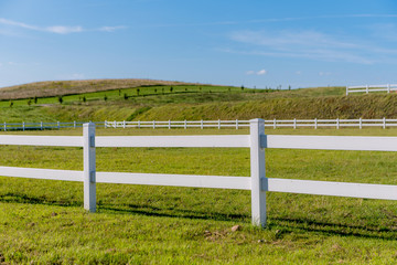 Horse white paddock on the sky background