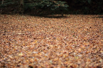 もみじ　落ち葉