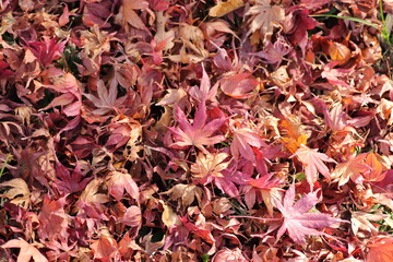 もみじ　落ち葉