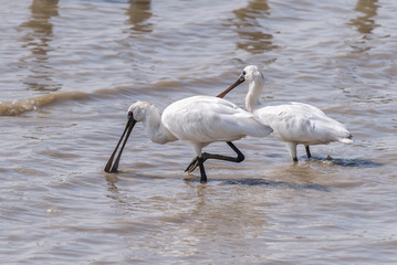 Black-faced Spoonbill in waterland