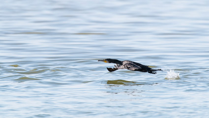Cormorant Black cormorant playing in water