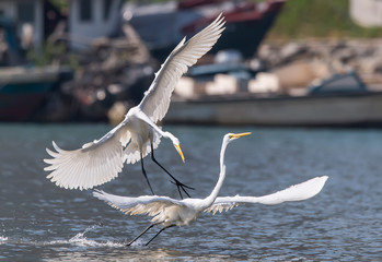 Great white egrets fighting