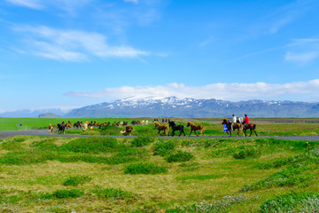 Horses and countryside in south Iceland