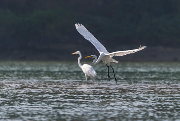 Great white egrets fighting