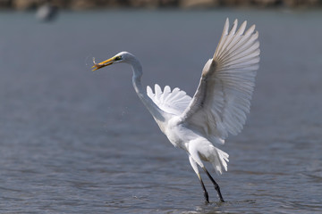 Great egret on the river