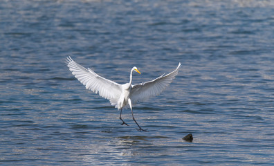 Great egret on the river