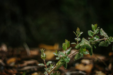 Water Drops on Leaves