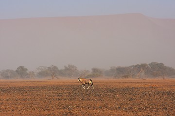 Oryx in der Sossusvlei-Region im Namib-Naukluft-Nationalpark (Namibia)