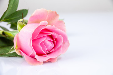 rose isolated on a white background - 242135799