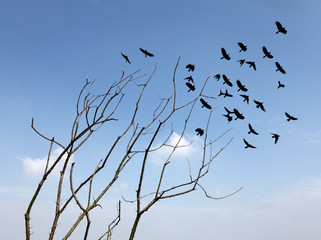 A dead barren tree leaning towards a flock of birds flying away for the concept: Seasonal migration. 