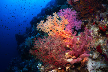 Naklejka na ściany i meble Beautiful soft corals on reefs of the Red Sea.