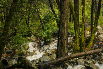 Stream in Yosemite