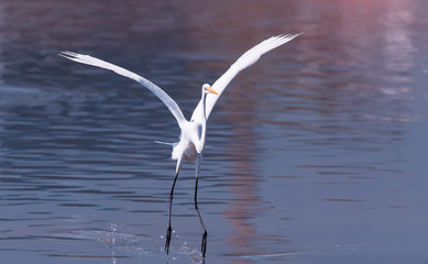 Great egret on the river