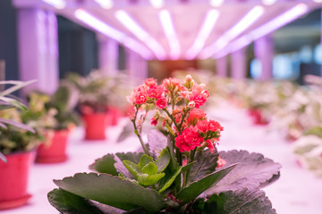 Organic hydroponic flower grow with LED Light Indoor farm,Agriculture Technology