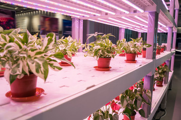 Organic hydroponic Devils ivy grow with LED Light Indoor farm,Agriculture Technology