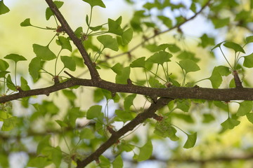 Ginkgo
