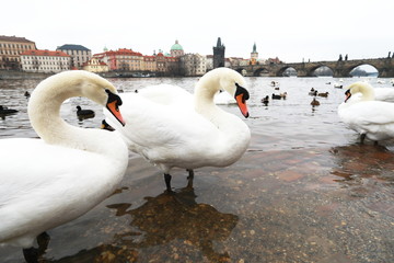 Obraz premium White birds with Charles bridge in Prague