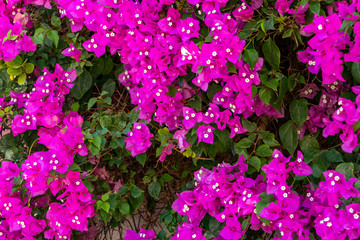 lush blooming of Bougenvillea climbing plant on the wall of a house in a southern country