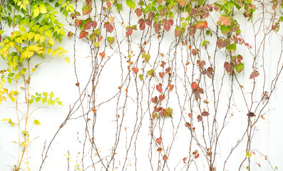 Obraz na płótnie Canvas ivy leaves isolated on a white background