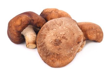 Fresh shiitake mushroom isolated on white background
