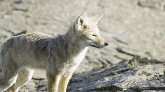 Close up of arctic fox with rocks in the background