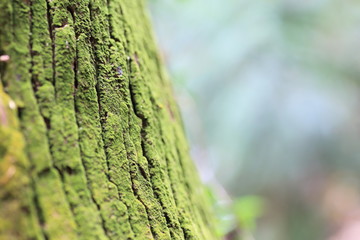 木と苔