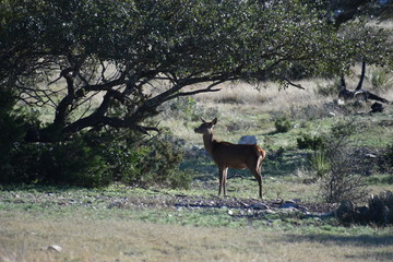small herd of red deer doe close up