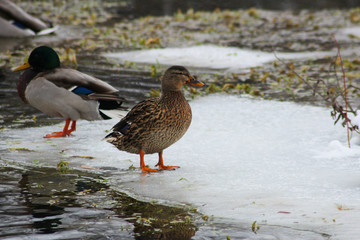 Ducks in winter on a lake
