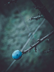 Blue sloe berry