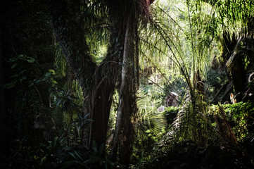 Early morning view of inside of a subtropical forest wilderness area in Estero Florida showing old bent crooked trees, stylized and desaturated. 