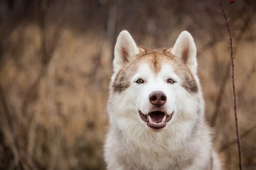 Happy and cute siberian husky dog with brown eyes sitting in the field in autumn