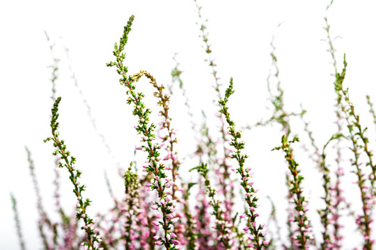 Common Heather. Purple heather flowers on bright background.