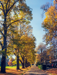 Naklejka premium A way with street big trees in the park at autumn