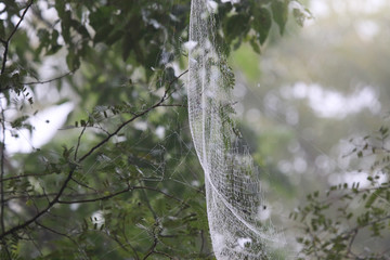 Spiderweb cob with dew drops in the forest morning time nature background