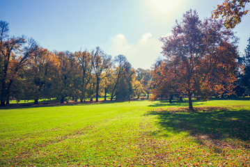 Lawn field in the park with a tree at autumn
