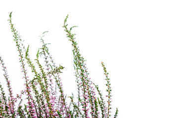 Common Heather. Purple heather flowers on bright background.