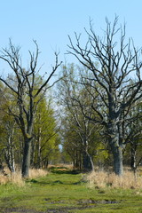 Fototapeta na wymiar Swampy road between two rows of old trees in Poland