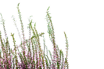 Common Heather. Purple heather flowers on bright background.