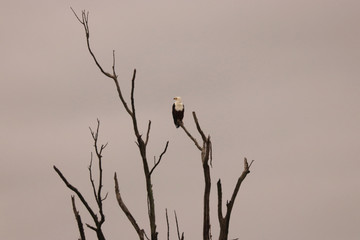 Birds of South Africa - African Fish-Eagle