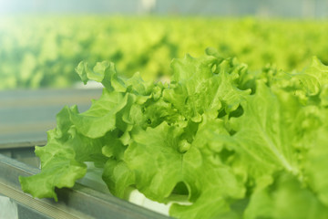 Growing cucumbers in a greenhouse. Industrial agricultural greenhouse