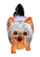 Yorkshire terrier. Watercolor illustration.
Cute dog looks at the camera. Fashionable dog dressed in a bright knitted sweater.