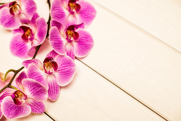A branch of purple orchids on a white wooden background 