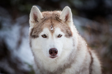 Prideful and wise Siberian Husky dog sitting on the snow in front of fir-tree in the winter forest