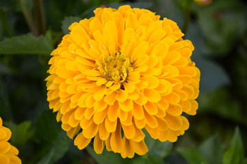 Blume - gelb - frühling