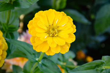 Blume - gelb - Sommer 