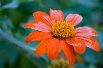 Blume - orange - Regen