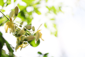 Moringa at garden in Thailand