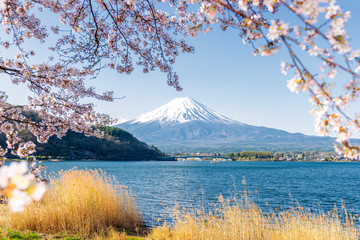 Fuji Mountain and Sakura Branches at Kawaguchiko Lake, Japan