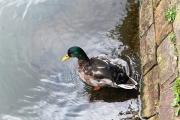 duck in water