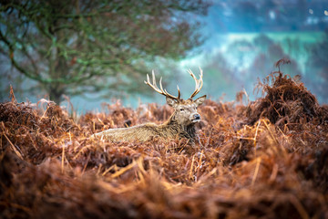 Red deer stag is resting in the grass at early morning in winter at Richmond Park, historical Royal park of England 
